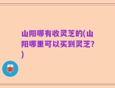 山阳哪有收灵芝的(山阳哪里可以买到灵芝？)