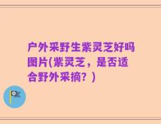 户外采野生紫灵芝好吗图片(紫灵芝，是否适合野外采摘？)