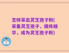 怎样采出灵芝孢子粉(采集灵芝孢子，提炼精华，成为灵芝孢子粉)