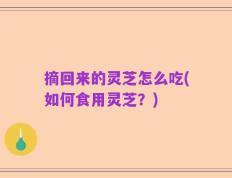 摘回来的灵芝怎么吃(如何食用灵芝？)