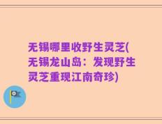 无锡哪里收野生灵芝(无锡龙山岛：发现野生灵芝重现江南奇珍)