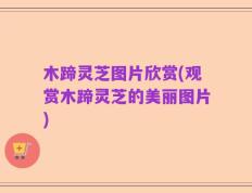 木蹄灵芝图片欣赏(观赏木蹄灵芝的美丽图片)