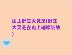 山上野生大灵芝(野生大灵芝在山上璀璨绽放)