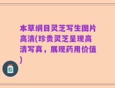 本草纲目灵芝写生图片高清(珍贵灵芝呈现高清写真，展现药用价值)
