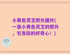 小黄色灵芝照片图片(一张小黄色灵芝的照片，引发你的好奇心！)