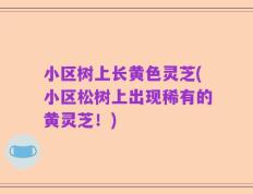 小区树上长黄色灵芝(小区松树上出现稀有的黄灵芝！)