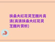 扶桑大红花灵芝图片高清(高清扶桑大红花灵芝图片赏析)