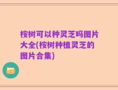 桉树可以种灵芝吗图片大全(桉树种植灵芝的图片合集)