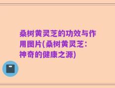 桑树黄灵芝的功效与作用图片(桑树黄灵芝：神奇的健康之源)