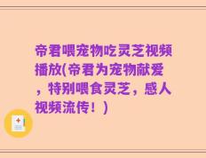 帝君喂宠物吃灵芝视频播放(帝君为宠物献爱，特别喂食灵芝，感人视频流传！)