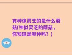 有种像灵芝的是什么蘑菇(神似灵芝的蘑菇，你知道是哪种吗？)