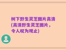 树下野生灵芝图片高清(高清野生灵芝图片，令人叹为观止)