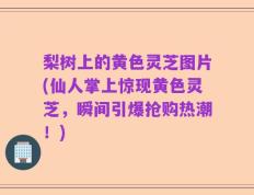 梨树上的黄色灵芝图片(仙人掌上惊现黄色灵芝，瞬间引爆抢购热潮！)