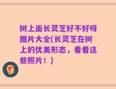 树上面长灵芝好不好呀图片大全(长灵芝在树上的优美形态，看看这些照片！)