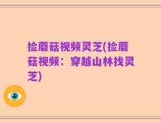 捡蘑菇视频灵芝(捡蘑菇视频：穿越山林找灵芝)
