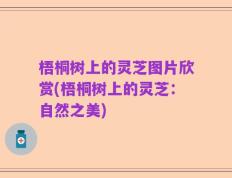 梧桐树上的灵芝图片欣赏(梧桐树上的灵芝：自然之美)