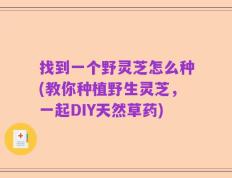 找到一个野灵芝怎么种(教你种植野生灵芝，一起DIY天然草药)