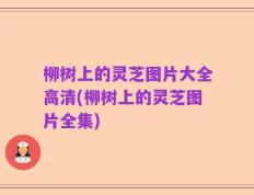 柳树上的灵芝图片大全高清(柳树上的灵芝图片全集)