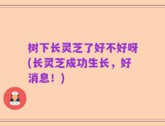 树下长灵芝了好不好呀(长灵芝成功生长，好消息！)