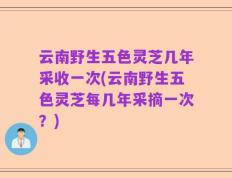 云南野生五色灵芝几年采收一次(云南野生五色灵芝每几年采摘一次？)