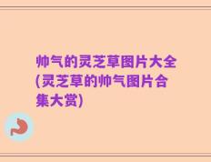 帅气的灵芝草图片大全(灵芝草的帅气图片合集大赏)