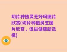 切片种植灵芝好吗图片欣赏(切片种植灵芝图片欣赏，促进健康新选择)
