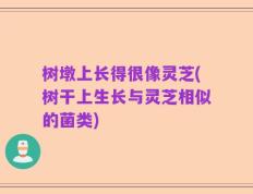 树墩上长得很像灵芝(树干上生长与灵芝相似的菌类)