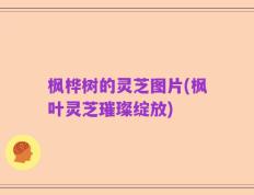 枫桦树的灵芝图片(枫叶灵芝璀璨绽放)