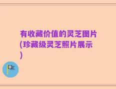 有收藏价值的灵芝图片(珍藏级灵芝照片展示)