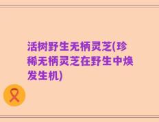 活树野生无柄灵芝(珍稀无柄灵芝在野生中焕发生机)