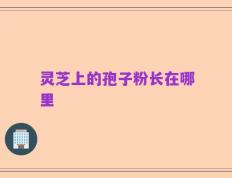 灵芝上的孢子粉长在哪里