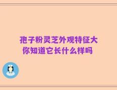 孢子粉灵芝外观特征大 你知道它长什么样吗