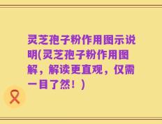 灵芝孢子粉作用图示说明(灵芝孢子粉作用图解，解读更直观，仅需一目了然！)