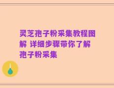 灵芝孢子粉采集教程图解 详细步骤带你了解孢子粉采集