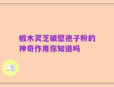 椴木灵芝破壁孢子粉的神奇作用你知道吗