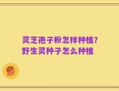 灵芝孢子粉怎样种植？野生灵种子怎么种植