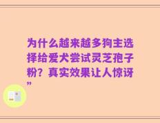 为什么越来越多狗主选择给爱犬尝试灵芝孢子粉？真实效果让人惊讶”