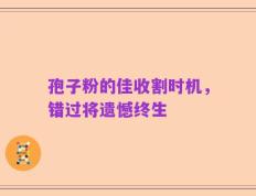 孢子粉的佳收割时机，错过将遗憾终生