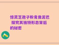 惊灵芝孢子粉竟像泥巴 探究其独特形态背后的秘密