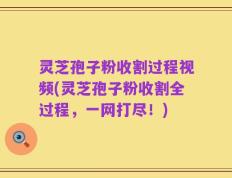 灵芝孢子粉收割过程视频(灵芝孢子粉收割全过程，一网打尽！)