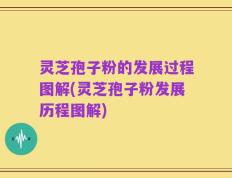 灵芝孢子粉的发展过程图解(灵芝孢子粉发展历程图解)