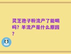 灵芝孢子粉流产了能喝吗？羊流产是什么原因？