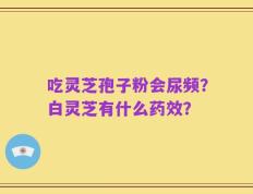 吃灵芝孢子粉会尿频？白灵芝有什么药效？