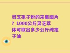 灵芝孢子粉的采集图片？1000公斤灵芝萃体可取出多少公斤纯孢子油