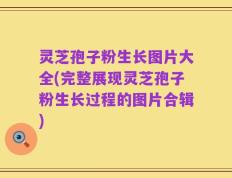灵芝孢子粉生长图片大全(完整展现灵芝孢子粉生长过程的图片合辑)