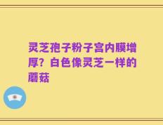灵芝孢子粉子宫内膜增厚？白色像灵芝一样的蘑菇