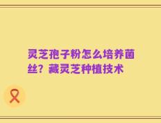 灵芝孢子粉怎么培养菌丝？藏灵芝种植技术