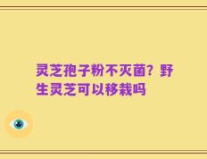灵芝孢子粉不灭菌？野生灵芝可以移栽吗