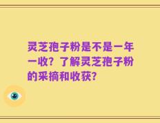灵芝孢子粉是不是一年一收？了解灵芝孢子粉的采摘和收获？