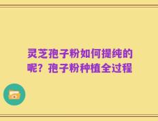灵芝孢子粉如何提纯的呢？孢子粉种植全过程